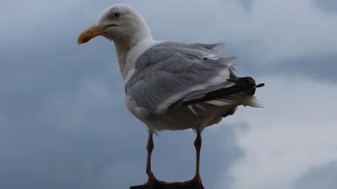 Closeup of a seagull, cloudy sky. Stock Footage 270644987