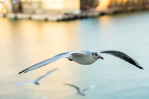 Closeup of a seagull during flight in front of harbor Stock Photos
