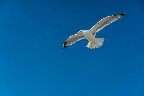 Closeup of a seagull during flight in front of the blue sky Stock Photos