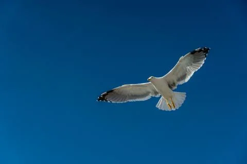 Closeup of a seagull during flight in front of the blue sky Stock Photos