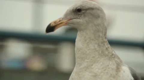 Closeup of Seagull Stock Footage 11446109