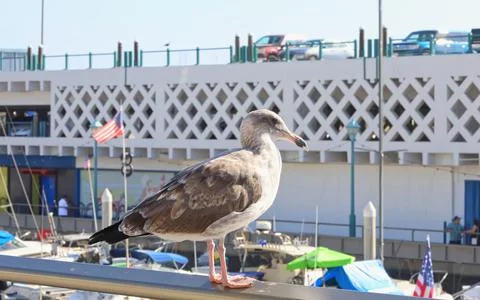 Closeup of a seagull on the pier Stock-Fotos