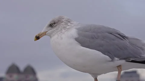Closeup of a seagull walking on a cloudy day Stock Footage 291988733