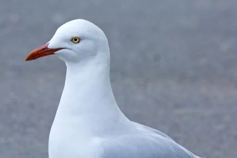 Closeup of a seagull, walking, looking at camera Stock Photos
