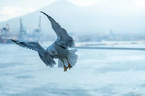 Closeup of seagulls during flight in front of vesuv mountain Stock Photos