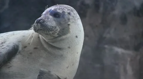 Closeup of Seal in the wild Stock Footage 11150041
