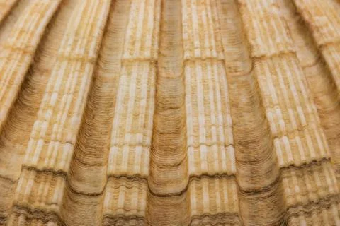 Closeup of seashell conch Stock Photos