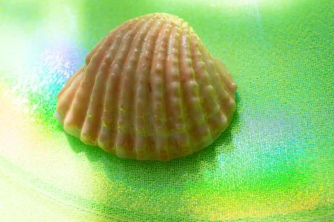 Closeup of a seashell on a green surface Stock Photos