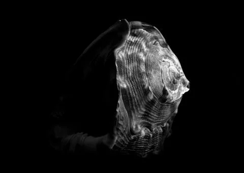 Closeup of a seashell half in shadows and light shot in grayscale Stock Photos