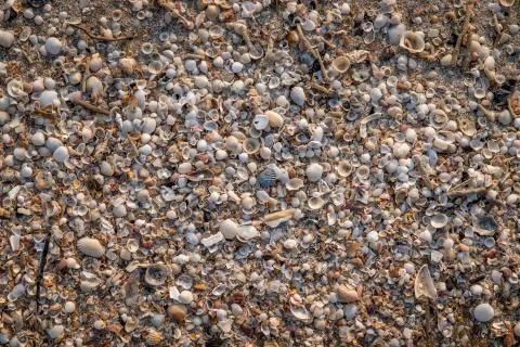 Closeup of seashells pattern on a beach in the summer. Stock Photos