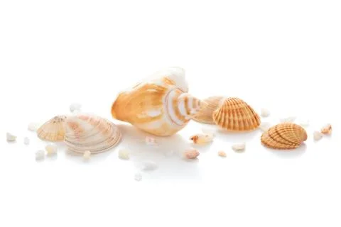 Closeup of seashells. Stock Photos