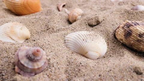 Closeup of seashells on the sand in summer Stock Footage 196009985