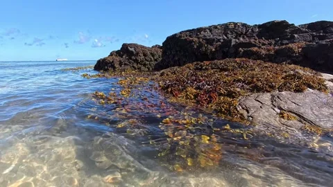 Closeup on seaweed floating slow motion on transparent paradise ocean tide on Video stock 339088627