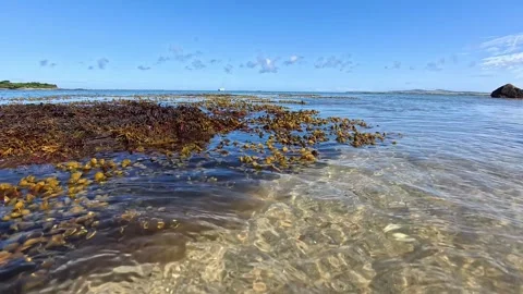 Closeup on seaweed floating slow motion on paradise transparent ocean tide on Video stock 339089108