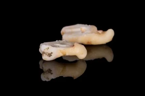 A closeup of a sectioning right lower third molar with curved root Stock Photos