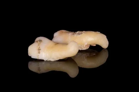 A closeup of a sectioning right lower third molar with curved root Stock Photos