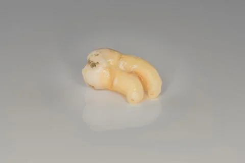 A closeup of a sectioning right lower third molar with curved root Stock Photos