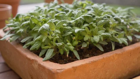 Closeup of seed tray with young tomatoes Stock Footage 106356449