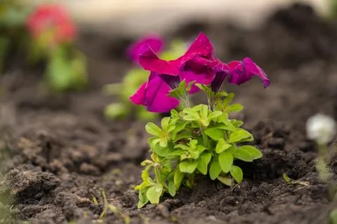 A closeup of a seedling in the ground. Stock Photos