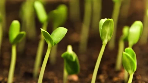 Closeup of seedlings growing, time-lapse Stock Footage 146104880
