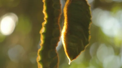Closeup of seeds hanging from a tree Stock Footage 90964209