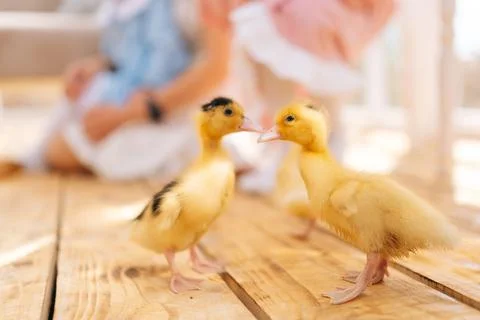 Closeup selective focus of group cute little cute yellow ducklings playing Stock Photos