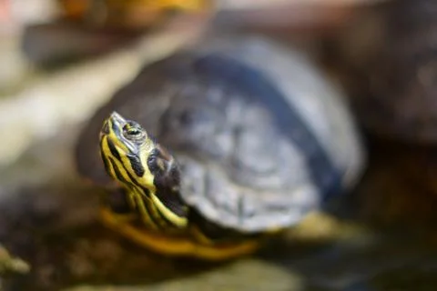 Closeup selective focus shot of a cute yellow and black turtle on the ground Stock Photos