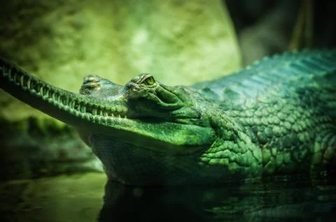 Closeup selective focus shot of a green alligator on the body of water Stockfoto's