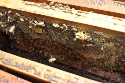 A closeup selective focus shot of a group of bees hardly working to fill a ho Foto stock