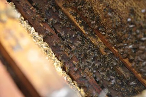 A closeup selective focus shot of a group of bees hardly working to fill a ho 스톡 사진