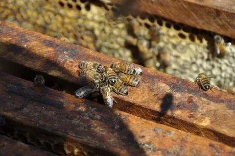 A closeup selective focus shot of a group of bees hardly working to fill a ho 스톡 사진