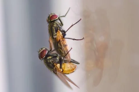 Closeup selective focus shot of  houseflies Stock Photos