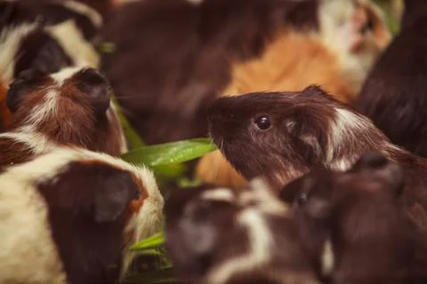 Closeup, selective focus on white, red brown guinea pigs eating morning green Stock Photos
