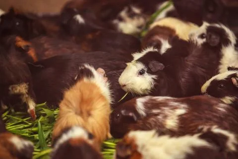 Closeup, selective focus on white, red brown guinea pigs eating morning green Stock Photos