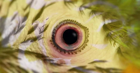 Closeup sequence of different animals eye looking at the camera - infinite loop Stock Footage 251040459