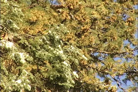 Closeup of Sequoia Branches Stock Footage 98272324
