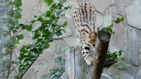 Closeup of a serval's alert face in the wild, showcasing its striking spots Stock Footage 250307595