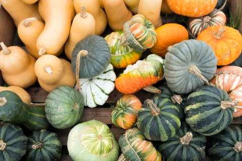 Closeup of several different pumpkins Stock Photos