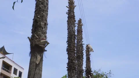 Closeup of several dry and dead Washingtonia trees in the city 스톡 동영상 150301805