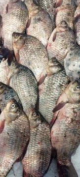 A closeup of several fresh, silver-scaled fish, likely carp or crucians, ti.. Stock Photos