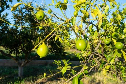 Closeup of several green lemons in full development on a rural orchard tree. Stock Photos