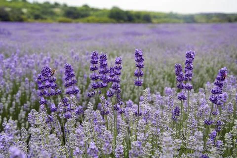 Closeup of several lavender stems in the beginning of June Stock Photos