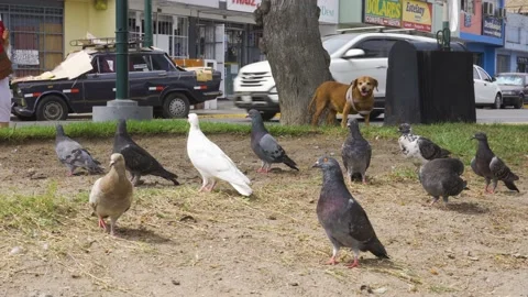 Closeup of several pigeons in the grass of a park seen from the ground staring Видео 150290349