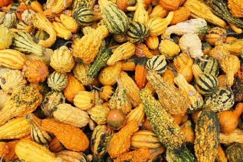 Closeup of several pumpkins in different forms and colors on a market Foto stock