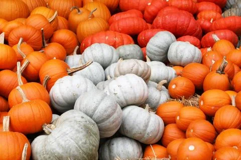Closeup of several pumpkins in different forms and colors on a market Stock Photos