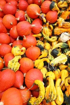 Closeup of several pumpkins in different forms and colors on a market Fotos de archivo