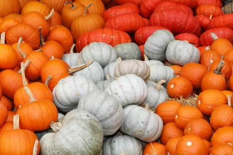 Closeup of several pumpkins in different forms and colors on a market Stock Photos
