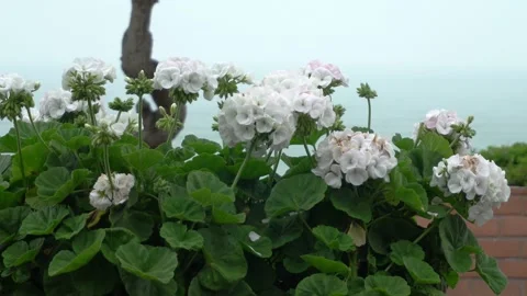 Closeup of several white flowers that look like soft cotton with the sea bottom Stock Footage 163683673