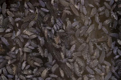 Closeup sezonal agglomeration of slender springtail showing species diversity Foto stock