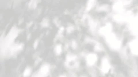 Closeup shadow calmness tree branch flowing wind on white backgrounds foota.. Stock Footage 327772174